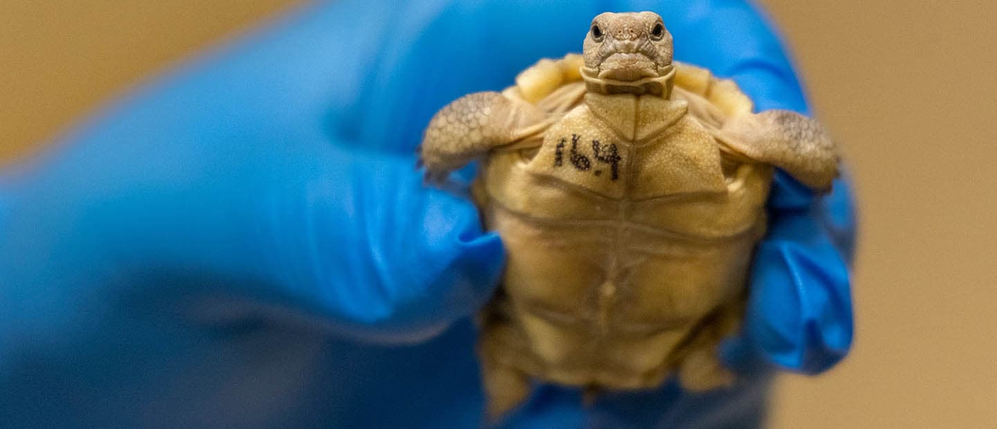 A hatchling Mojave desert tortoise with ID shown during the indoor rearing phase of head starting