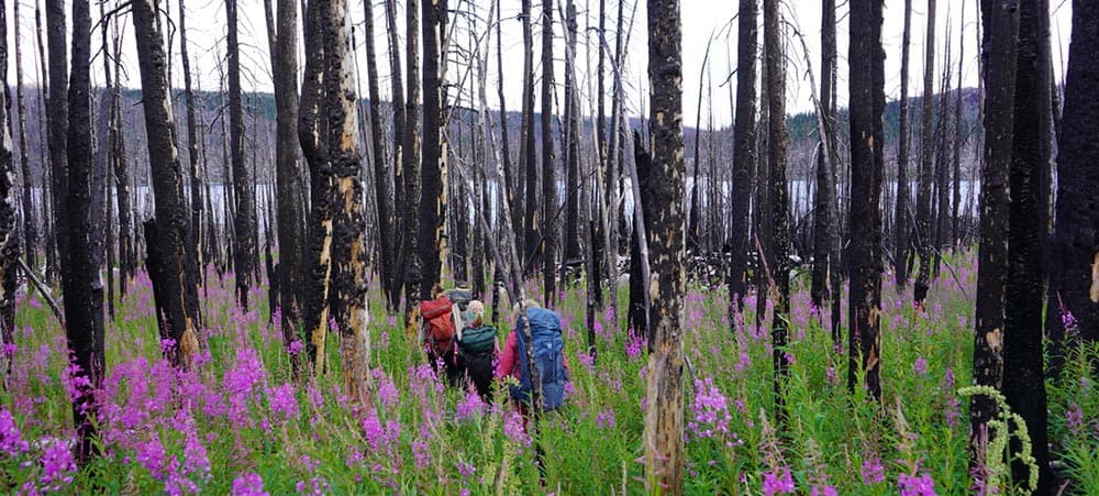 Three people wearing backpacks hike through a recently-burned forest, the tree trucks are black from a past wildfire, and purple wildflowers blossom around them