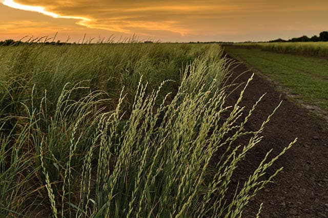 Kernza, June 2017 Credit-The Land Institute copy 640x