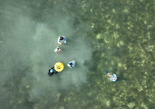 Image of scientists standing in shallow water with seagrass surrounding them