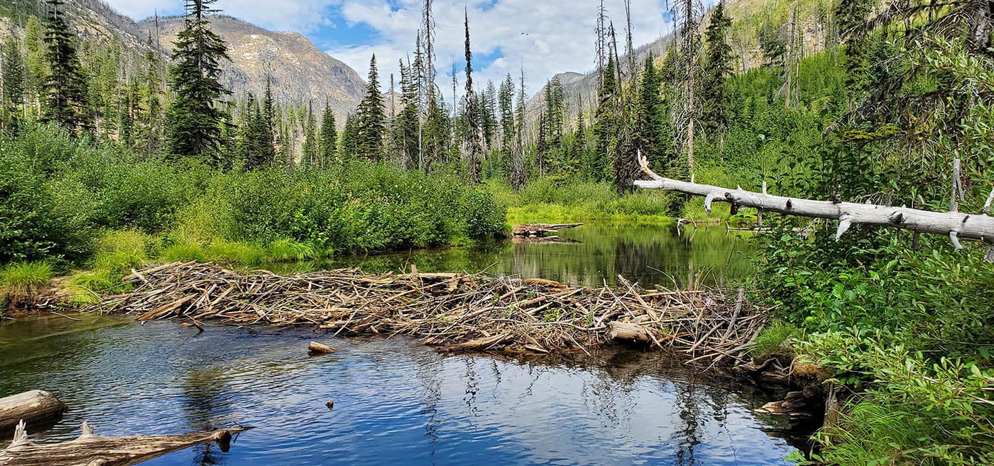 A beaver dam made of logs and sticks is built over a river with forest and mountains in the background