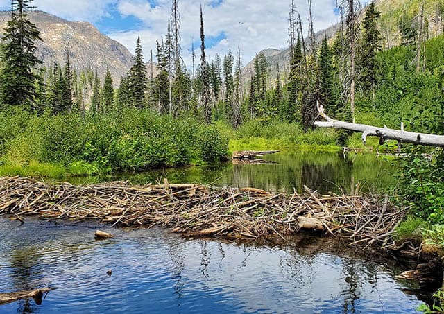 A beaver dam made of logs and sticks is built over a river with forest and mountains in the background
