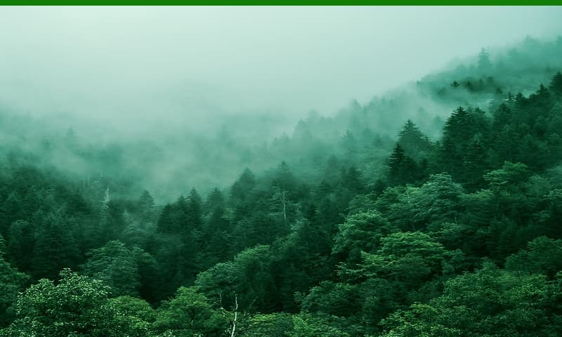 An aerial view of a heavily forested area with a layer of mist hanging over it.