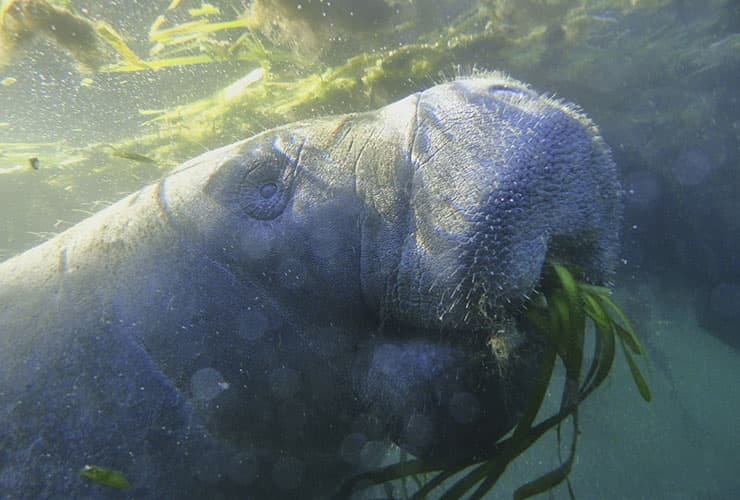 Manatee munching on some river grass in Crystal Springs, Florida. Fall 2018. PHoto courtesy: Scott Eanes/TNC Photo Contest 2019.