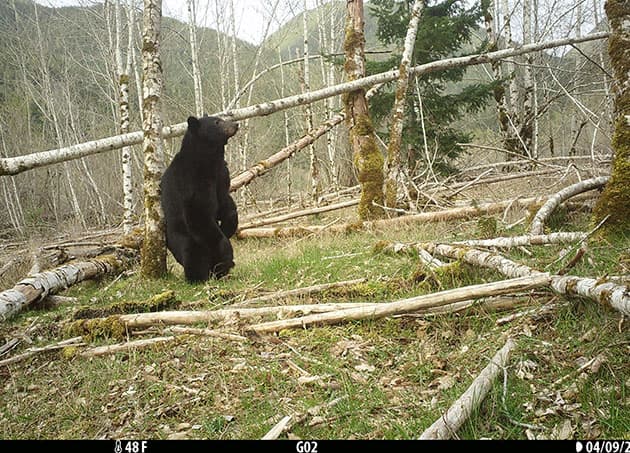 A black bear is sitting on its hind legs in a forest clearing. The bear is surrounded by fallen tree branches and moss-covered logs.