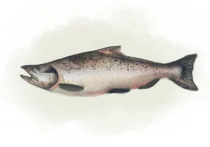 Chinook