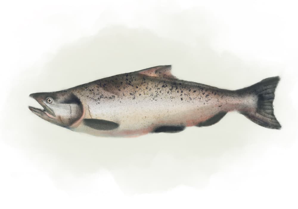 Chinook