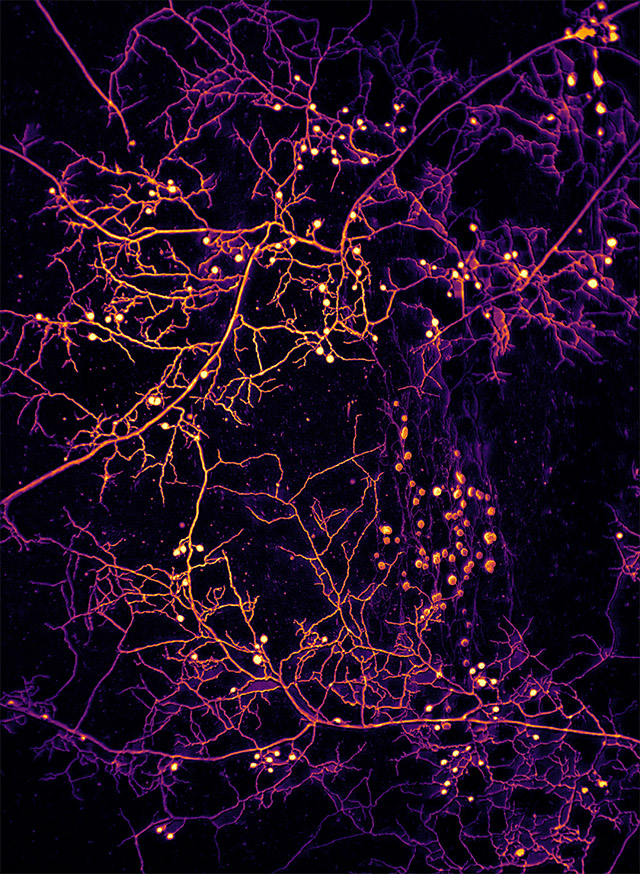 Rhizophagus aggregatus
