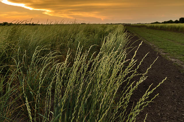 Kernza, June 2017 Credit-The Land Institute copy 640x