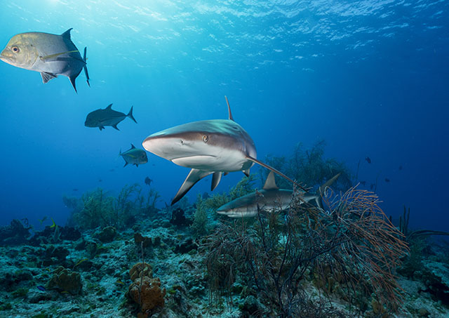 Two reef sharks and a fish swim over coral in a blue ocean setting