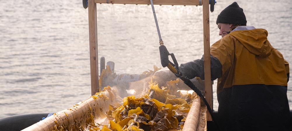 A person wearing a water-resistant jacket examines harvested kelp on the shore