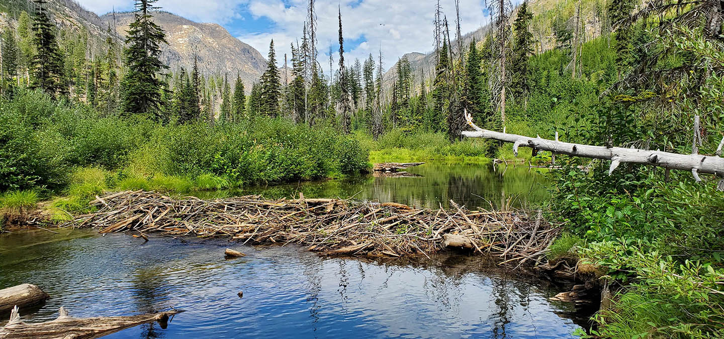A beaver dam made of logs and sticks is built over a river with forest and mountains in the background