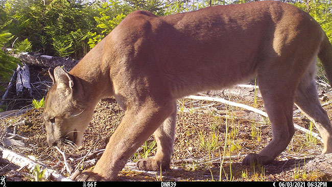 A cougar caught on camera trap. Photo courtesy Conservation Science Partners.