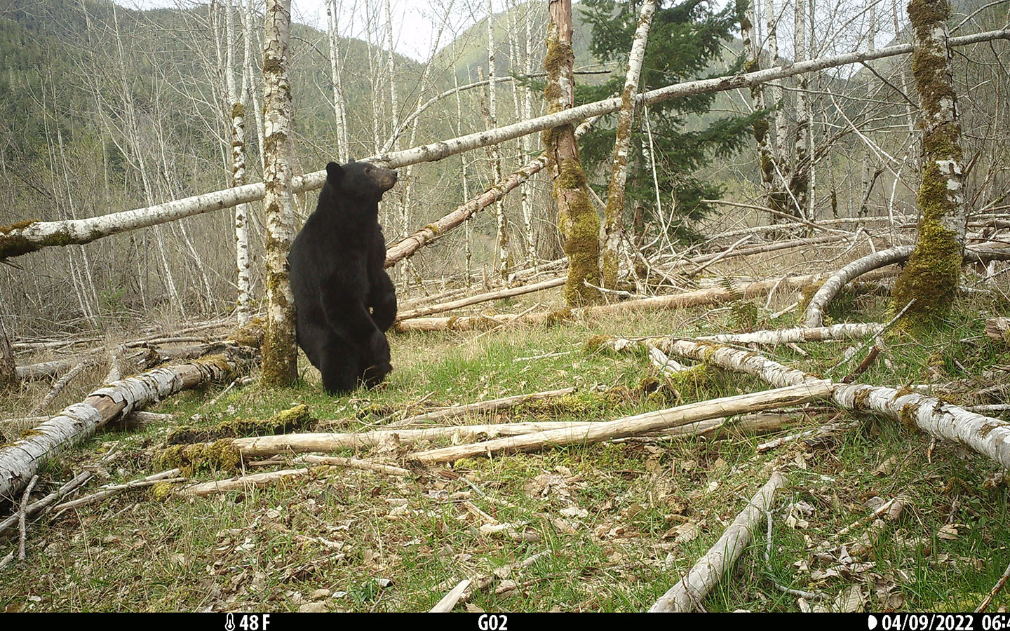 A black bear is sitting on its hind legs in a forest clearing. The bear is surrounded by fallen tree branches and moss-covered logs.