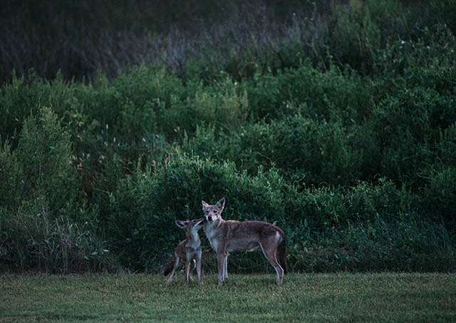 Two wolves, one larger one smaller, stand in a green, grassy field