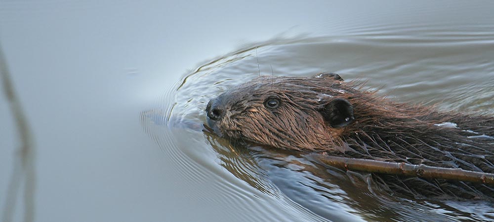 A beaver with brown-fir swims through water, the water ripples around his body